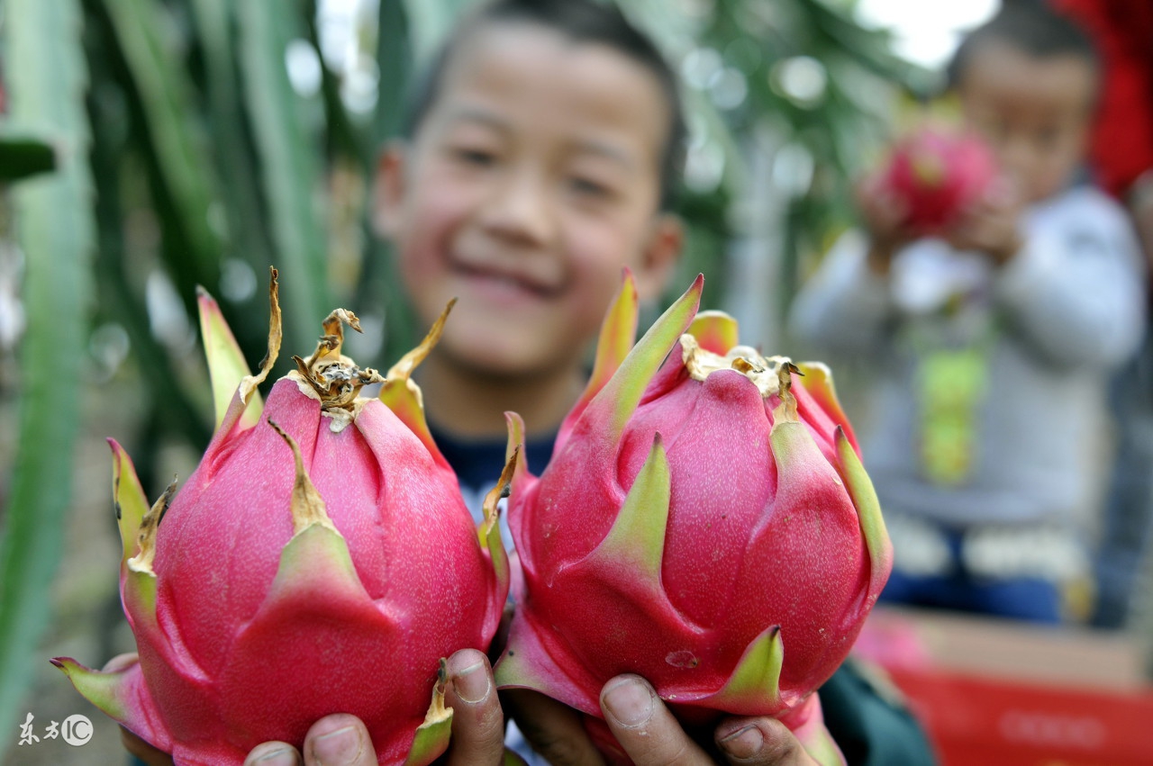 火龙果为什么很难吃,火龙果个头不大怎么办
