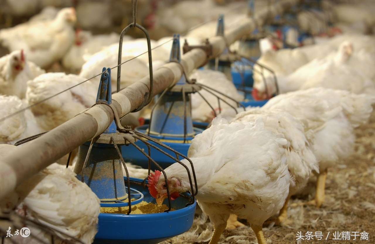 七月份毛鸡市场分析,肉食鸡价格行情什么时候能好一点