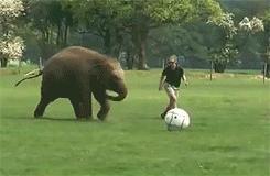 足球场上的动物搞笑gif,动物足球大赛搞笑图片