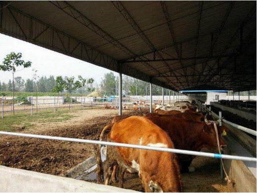 母牛胎衣不下的临床症状以及治疗方法！