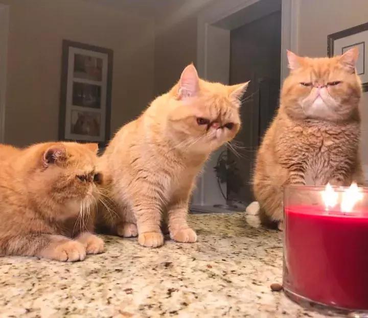 人类吸猫小史,人类吸猫的时候猫是怎么想的