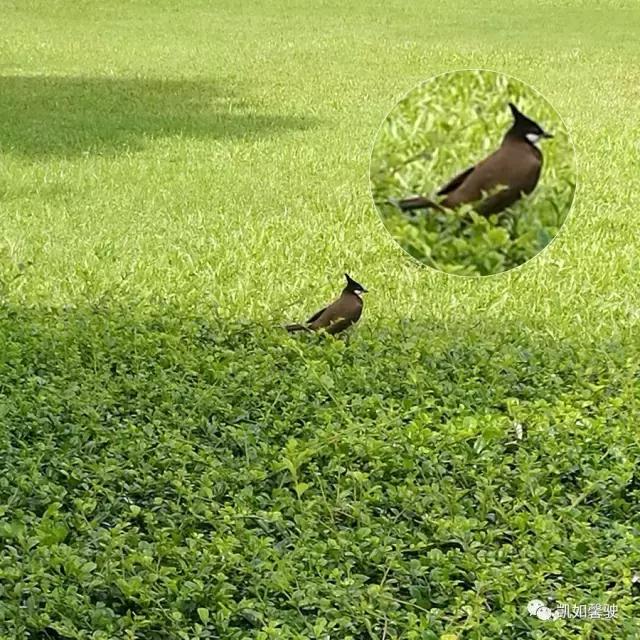 美丽香约香盈月之对照