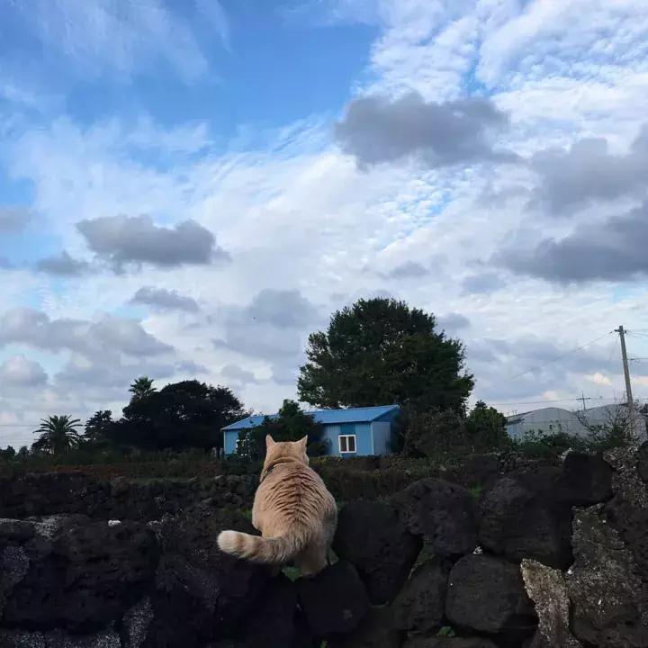 人类吸猫小史,人类吸猫的时候猫是怎么想的