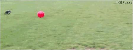 100张搞笑的动物图片,足球场上的动物搞笑gif