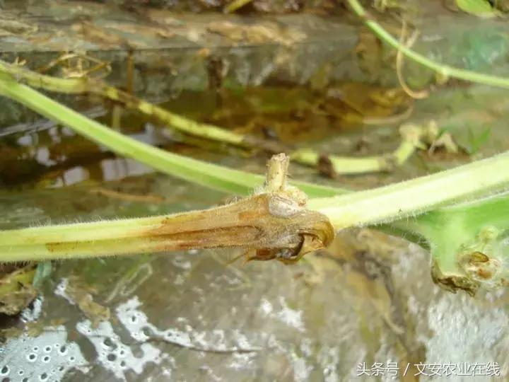 早疫病和晚疫病怎么区别,哪些病害属于晚疫病