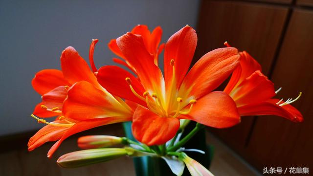 君子兰这些品种越养越值钱，看看你们养的君子兰到底值不值钱