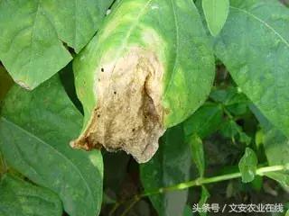 早疫病和晚疫病怎么区别,哪些病害属于晚疫病