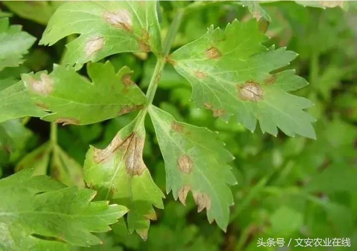 早疫病和晚疫病怎么区别,哪些病害属于晚疫病