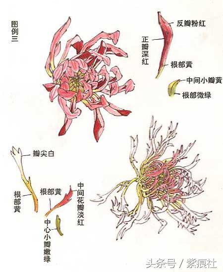 国画中球形菊花怎么画好看,名家画菊花的简单画法