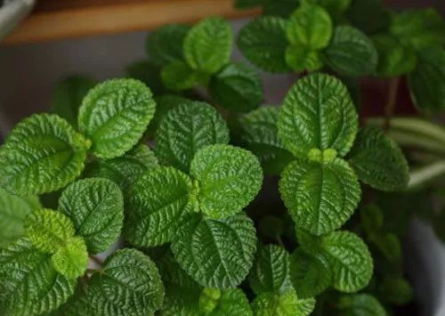 秋季对咽喉保养最好方法,秋冬嗓子疼多吃什么水果