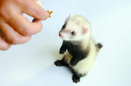 武汉安格鲁宠物貂,安格鲁宠物貂用品