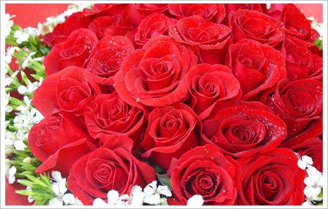 各种颜色的玫瑰花代表什么花语,玫瑰花的不同颜色的花语和寓意