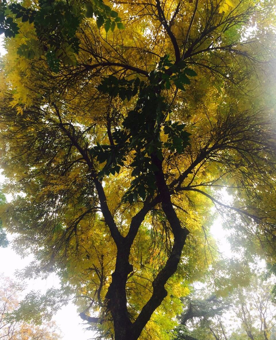 京城赏秋打卡胜地,京城赏荷最佳路线图