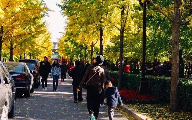 京城赏秋打卡胜地,京城赏荷最佳路线图