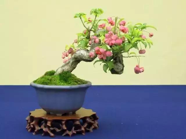 真弓卫矛盆景修剪伤口要处理吗,卫矛树盆景如何才能开花结果