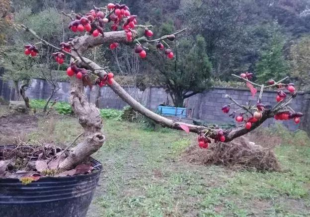 真弓卫矛盆景修剪伤口要处理吗,卫矛树盆景如何才能开花结果