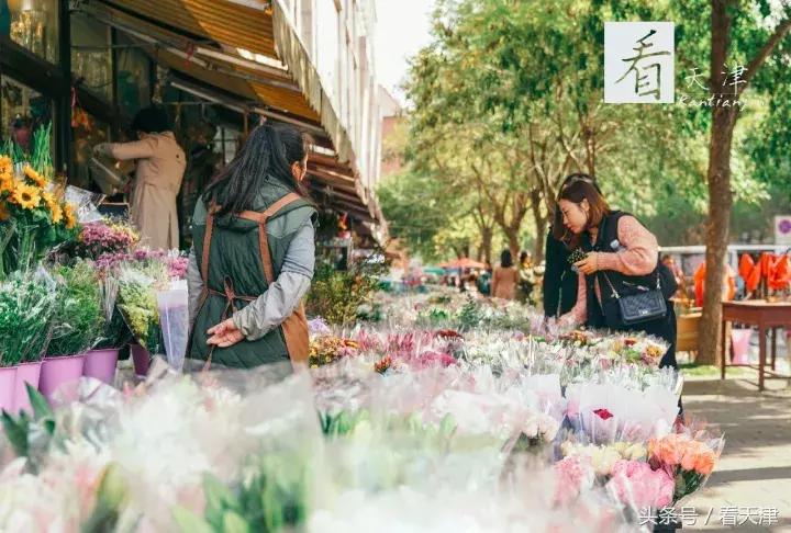 天津宝鸡道花鸟鱼虫市场地铁,宝鸡道花鸟鱼虫市场天津