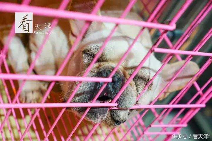 天津宝鸡道花鸟鱼虫市场鹦鹉全吗,天津市宝鸡道花鸟鱼虫市场文玩