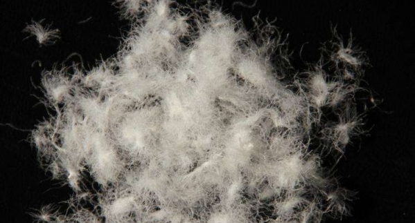 羽绒服鹅绒白鸭绒灰鸭绒哪个好,羽绒服灰鸭绒好还是白鸭绒好