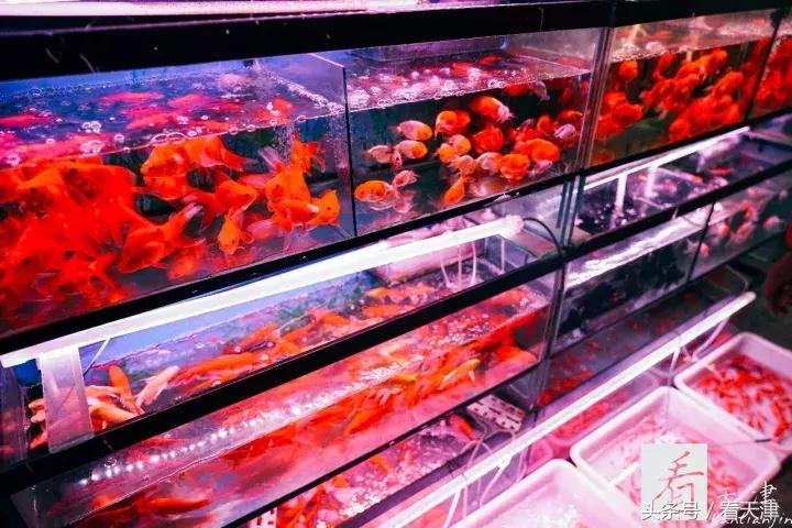 天津宝鸡道花鸟鱼虫市场地铁,宝鸡道花鸟鱼虫市场天津