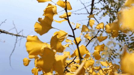 京城赏秋打卡胜地,京城赏荷最佳路线图