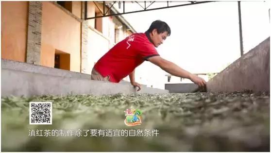 七彩飘香云南芒市,正宗凤庆滇红之明前金丝滇红