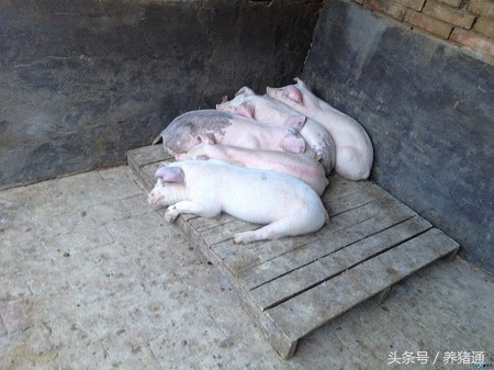 猪舍潮湿对猪有什么影响,猪舍潮湿最好的解决方法