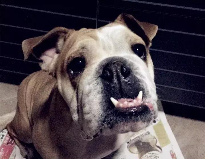 斗牛犬眼睛发红眼屎多用什么药,斗牛犬眼睛起脓