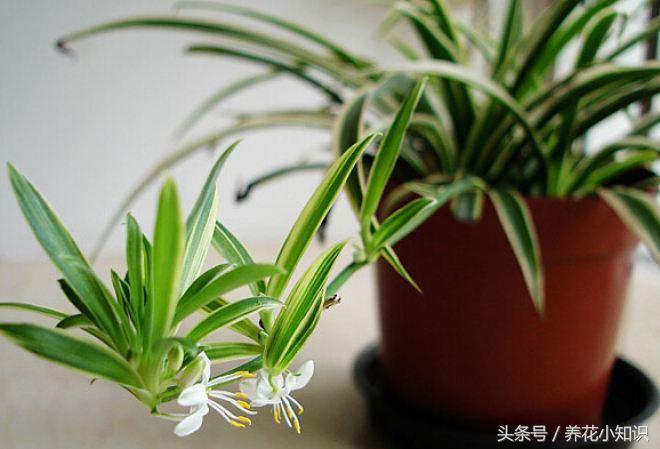 吊兰叶尖黄什么原因,吊兰移植后叶黄是什么原因