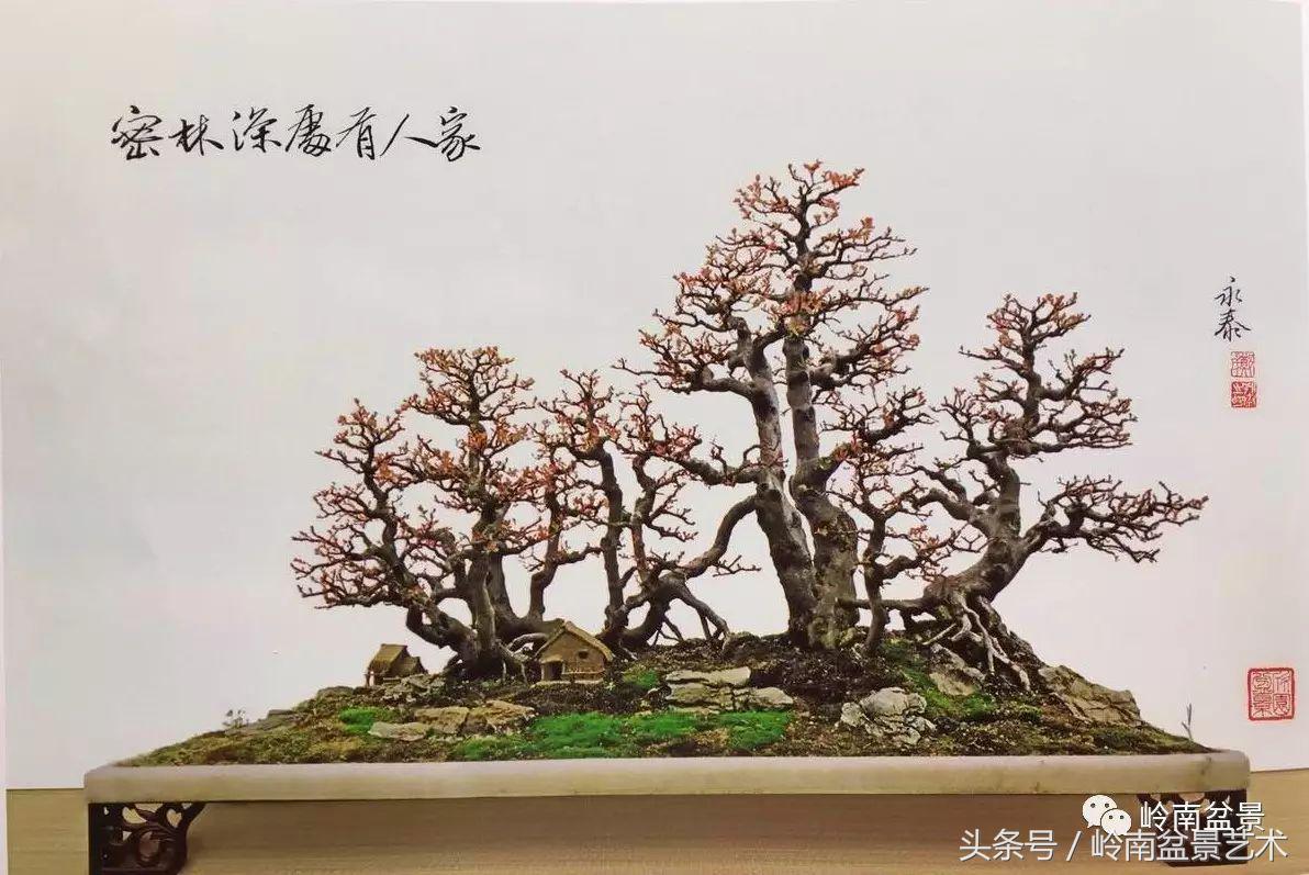 雀梅盆景100幅欣赏,珍藏雀梅盆景图片