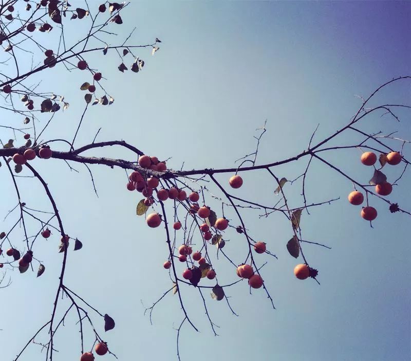 手机摄影作品也可以美不胜收,秋天手机摄影作品欣赏