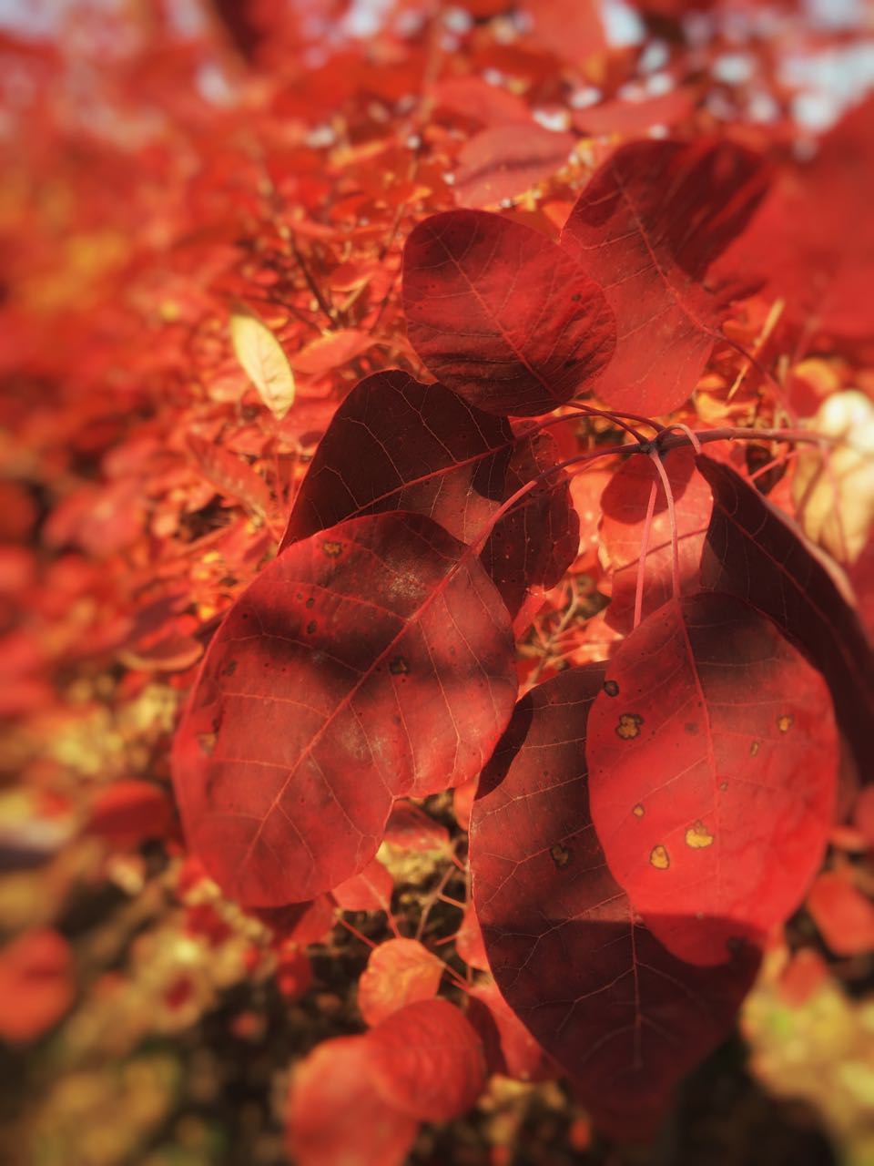 手机摄影作品也可以美不胜收,秋天手机摄影作品欣赏