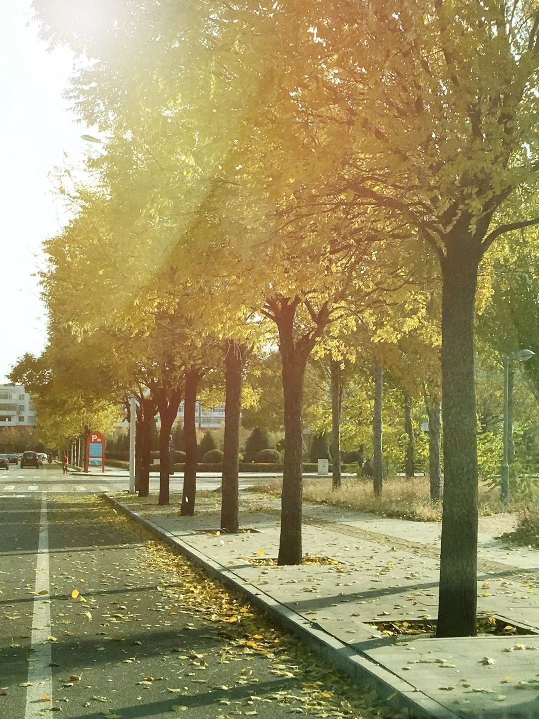 手机摄影作品也可以美不胜收,秋天手机摄影作品欣赏