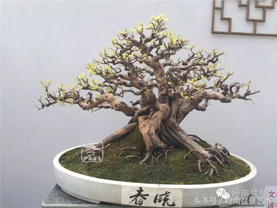 最值得收藏的六种盆景树种,十大珍贵盆景