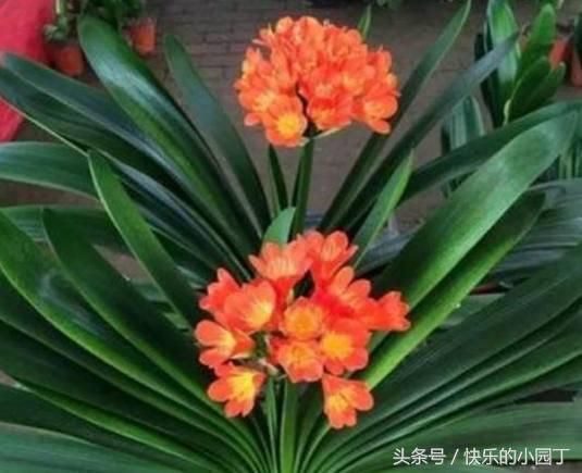 君子兰出箭了是多浇水还是少浇水,君子兰怎么浇水最合理