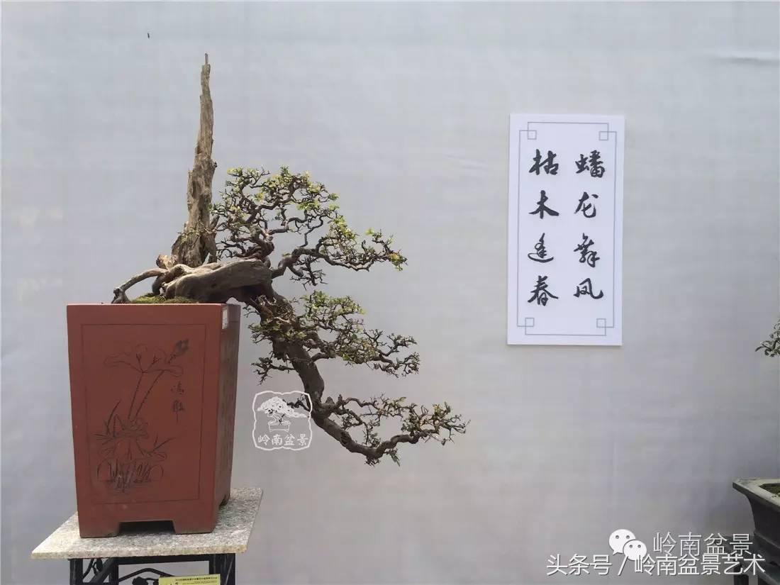 精品盆景雀梅杜鹃罗汉松,最美的100盆雀梅盆景建议收藏