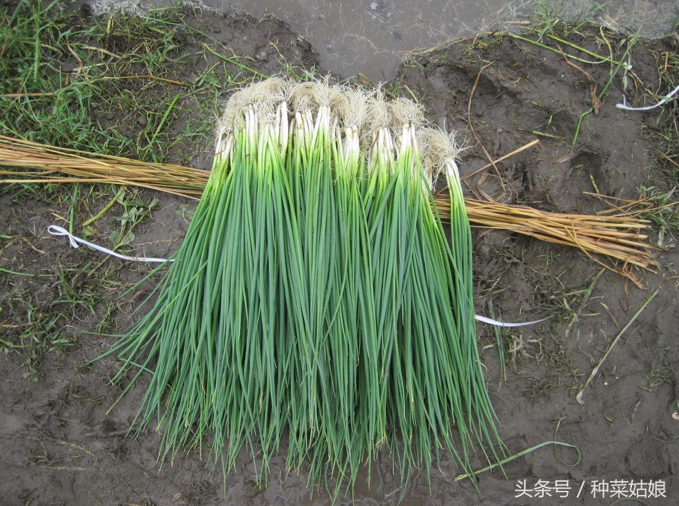 专家讲家庭小葱的种植方法,小葱种植方法视频教程