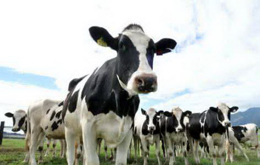 母牛产后瘫痪的病因，症状及治疗措施！