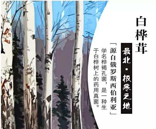 白桦茸是何方神圣？比灵芝还神奇的“森林钻石”!