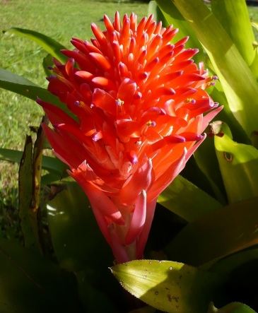 极简风客厅花卉效果图,花卉形状图片大全