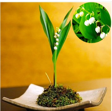 极简风客厅花卉效果图,花卉形状图片大全