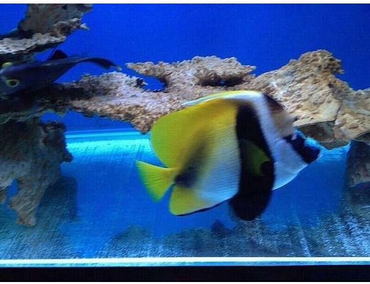 海洋中的黄金战士——澳洲法国蝶鱼（一）