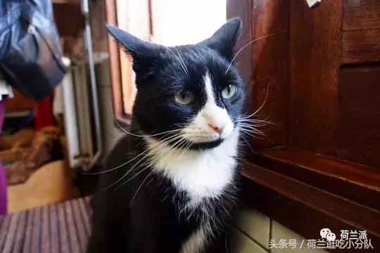 同样是撸猫，看看荷兰人和我们有什么不一样！