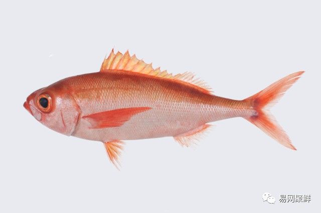 水产市场常见的鱼,中国进口水产品排行榜