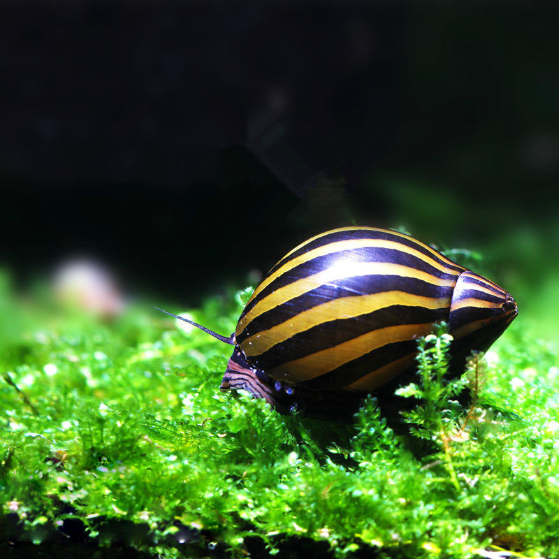 草缸螺类,草缸螺类大全图解