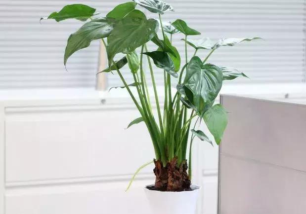 地板潮湿怎么办防潮妙招来帮你,水泥地板防潮有什么好解决的方法