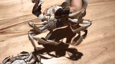 请备好姜醋｜你的九雌十雄好友：Hā！已上线~