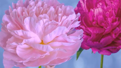 垫江魅力——一座生态美丽城市