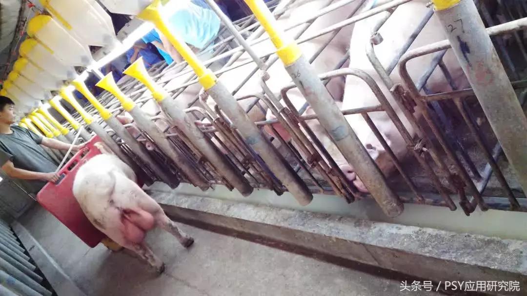 不同环境下的光照强度,不同光照对苜蓿生长的影响