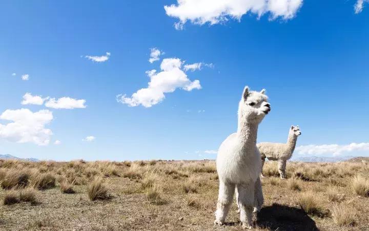 王凯、韩庚、邓紫棋、谢霆锋……明星最近为什么都去新西兰？